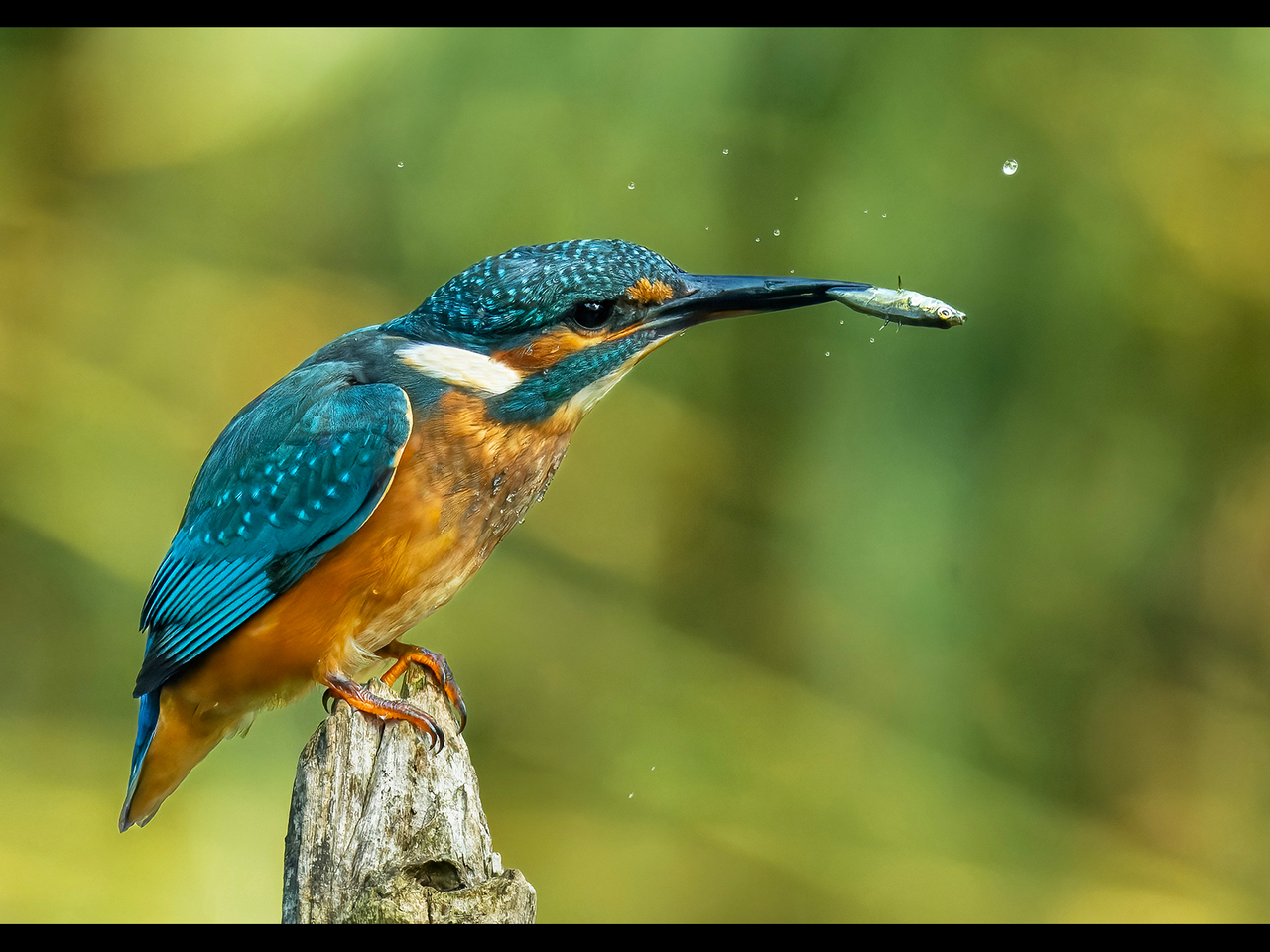 2nd Place Alun Lambert - The Kingfisher - a young female hunting (8)