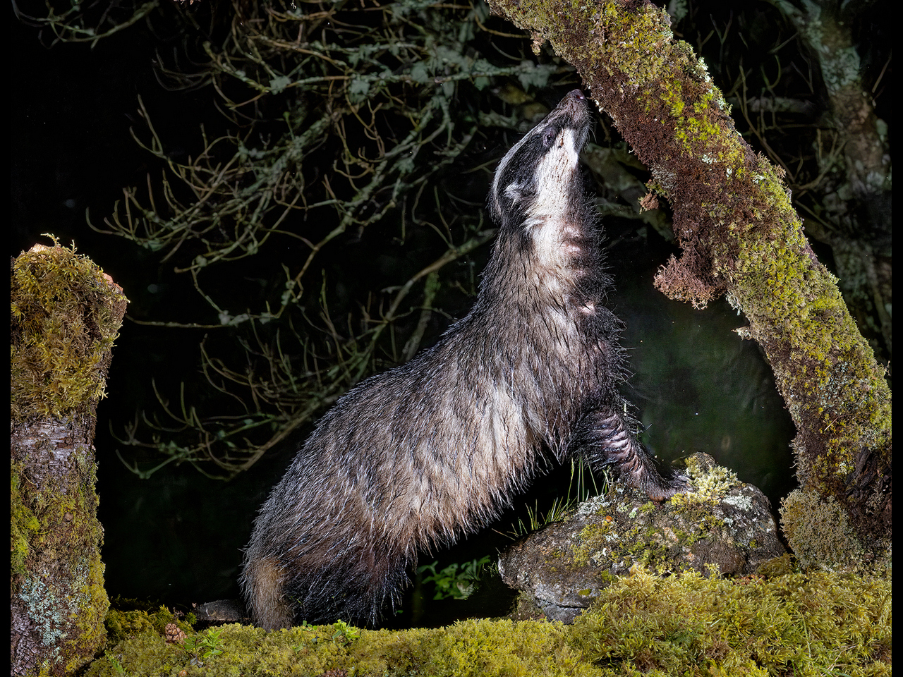 Advanced: Commended - Inquisitive Badger2 by Kevin Barnes
