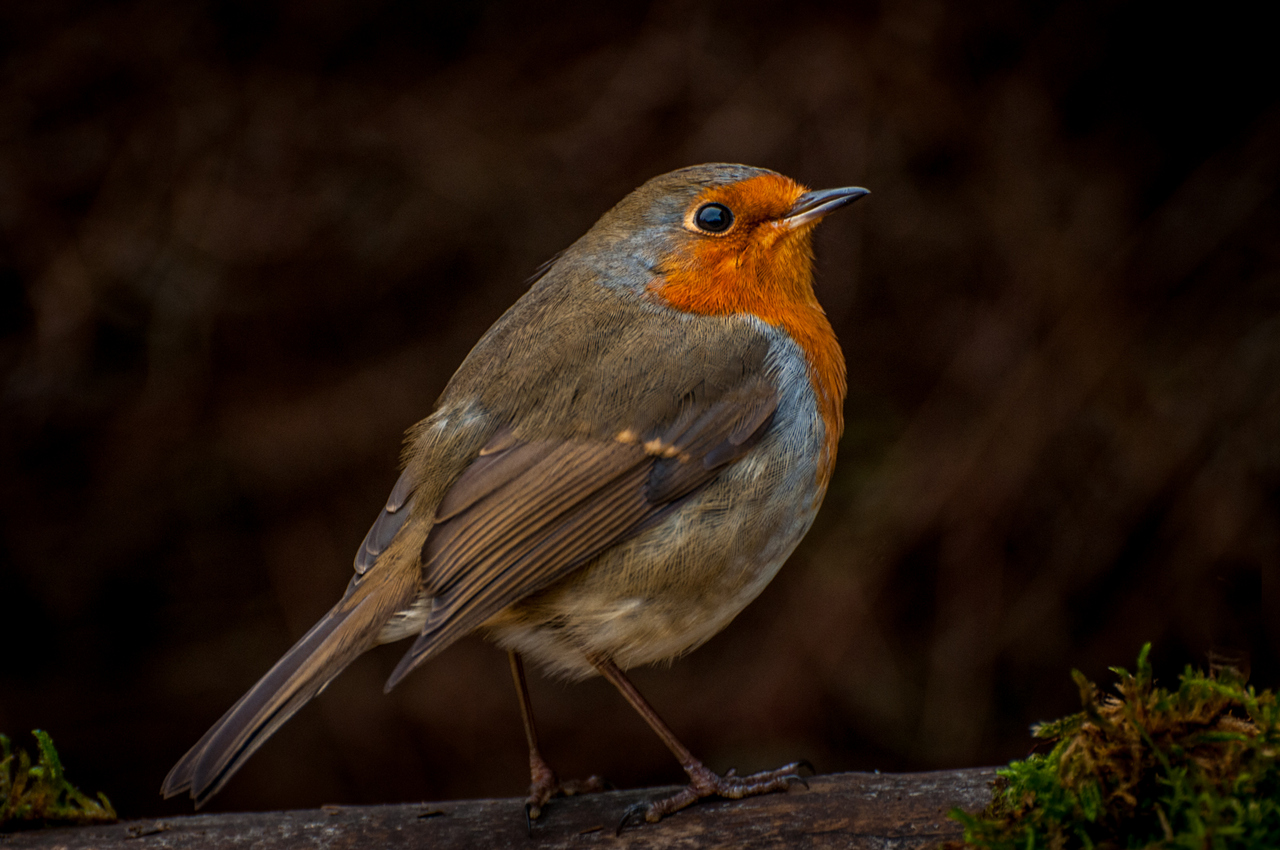 Intermediate:Highly Commended - Robin by David Kelly