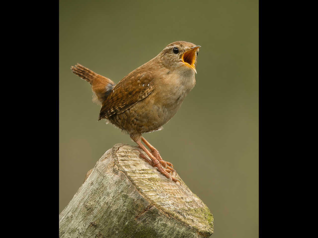 Advanced: Commended - Wren singing by Alun Lambert