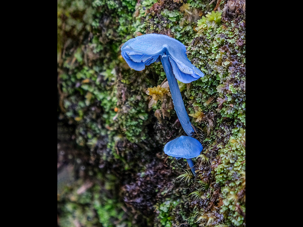 Intermediate:Highly Commended - Blue Pinkgill by Vivienne Noonan