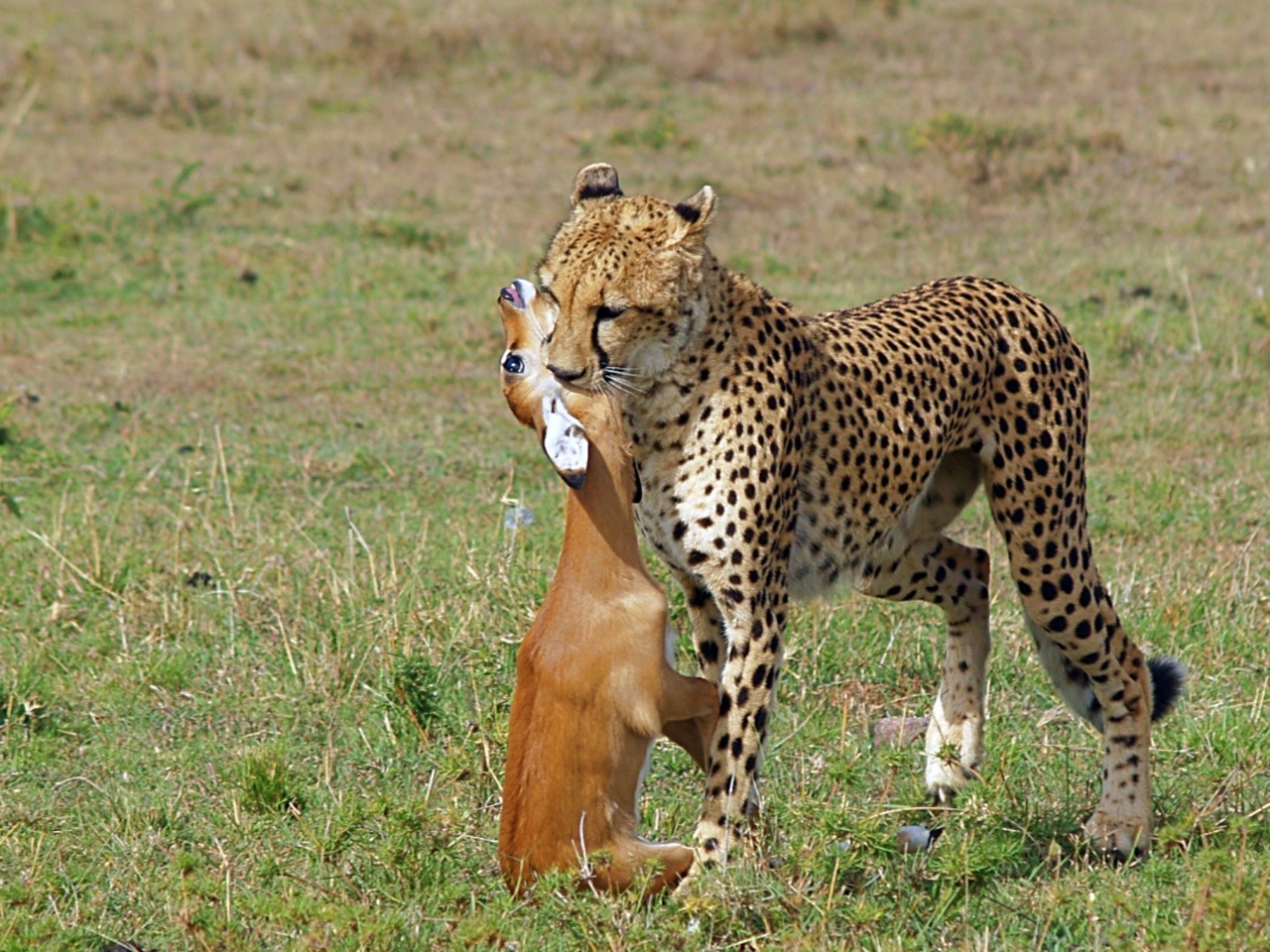 Intermediate:Commended - Cheetah with Kill by Denise Hawkins