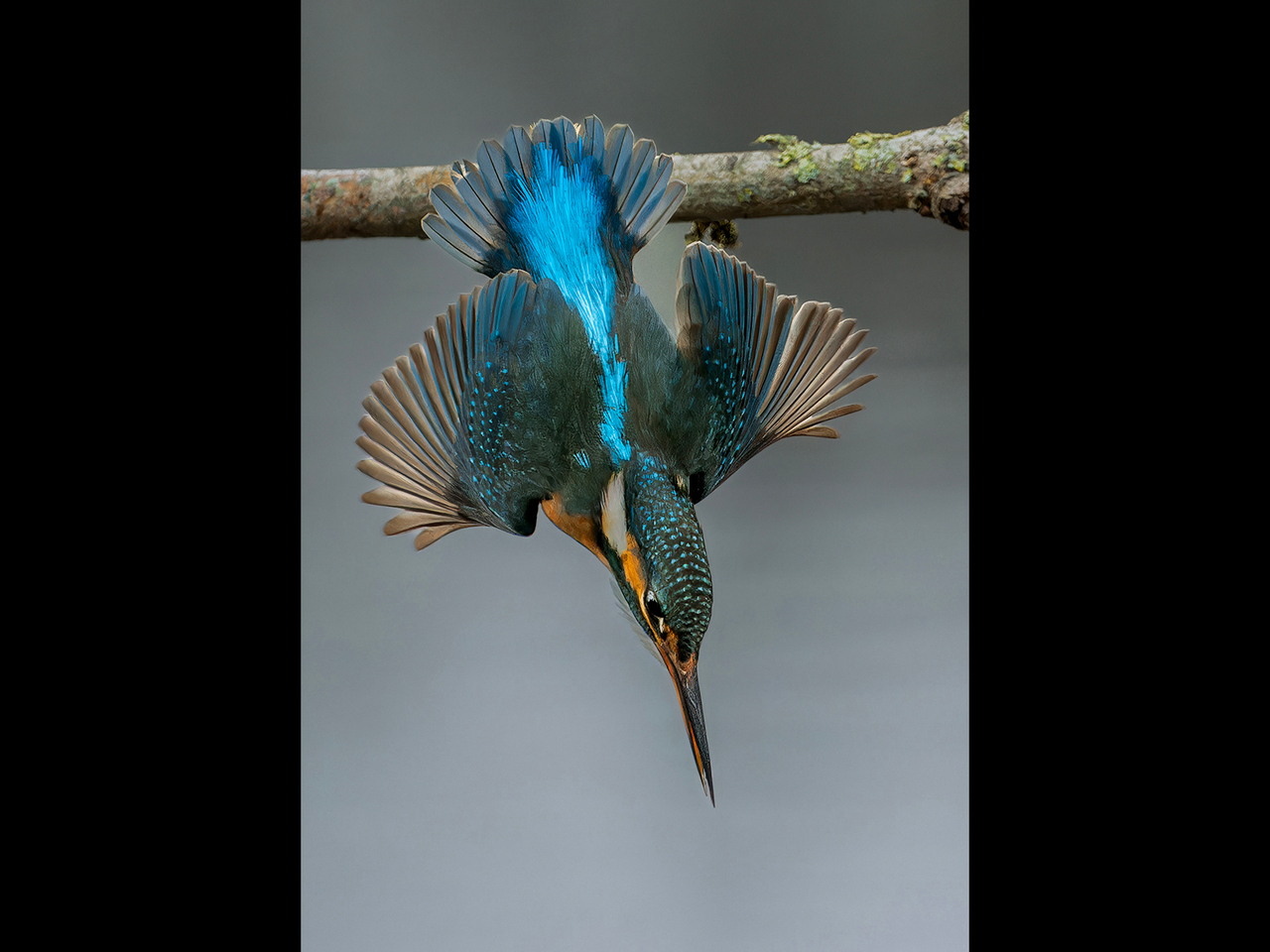 Advanced: 1st Place - Common Female kingfisher diving by Alun Lambert