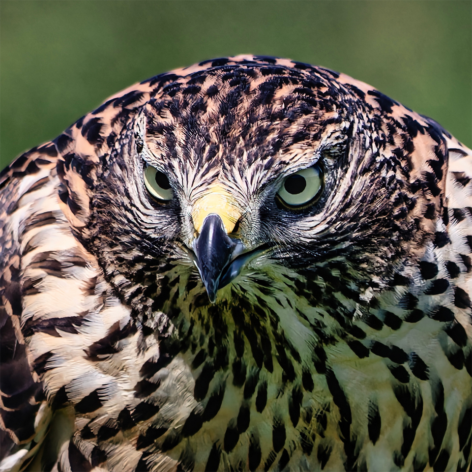 Intermediate:Highly Commended - Goshawk stare by Trevor Buckle