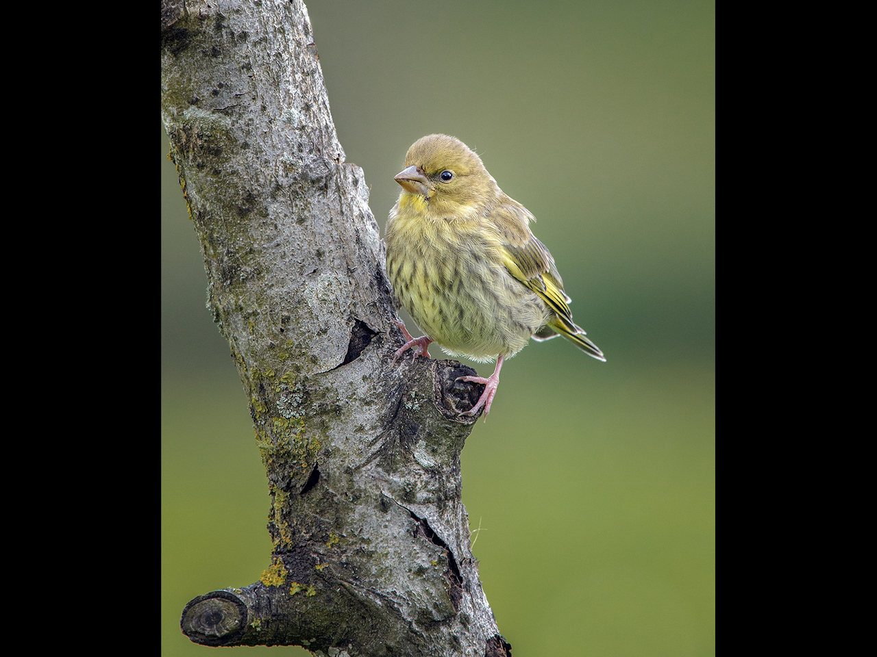 Advanced: Highly Commended - Juvinile greenfinch by Kevin Barnes