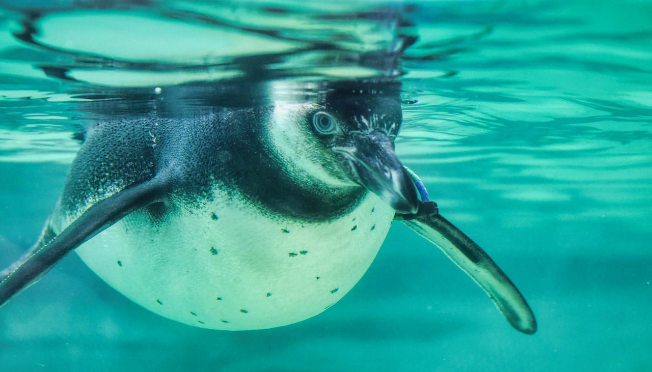 Intermediate:Highly Commended - Penguin's Dive by Simon Frederick