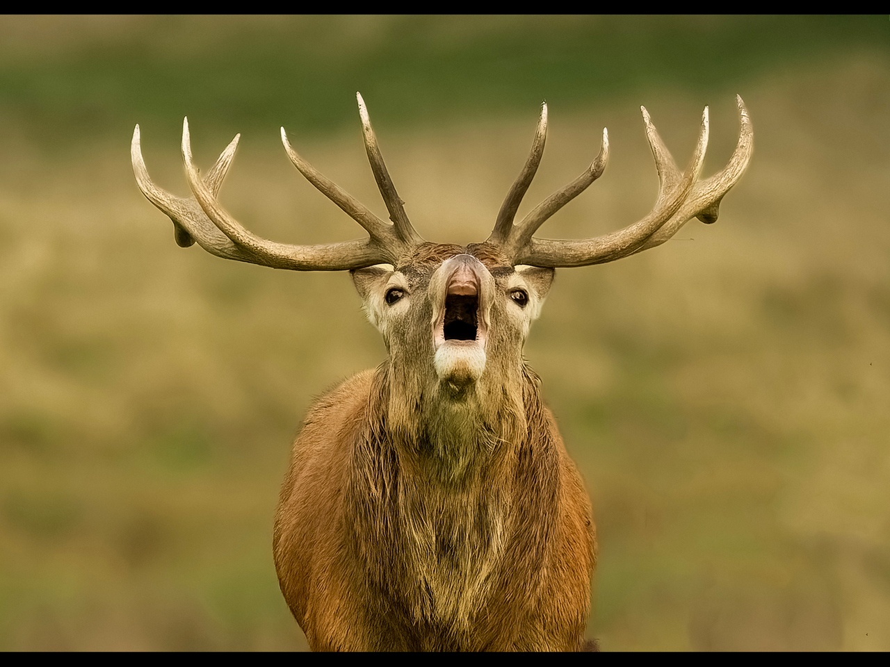 Advanced: Highly Commended - Bellowing Stag by Alun Lambert