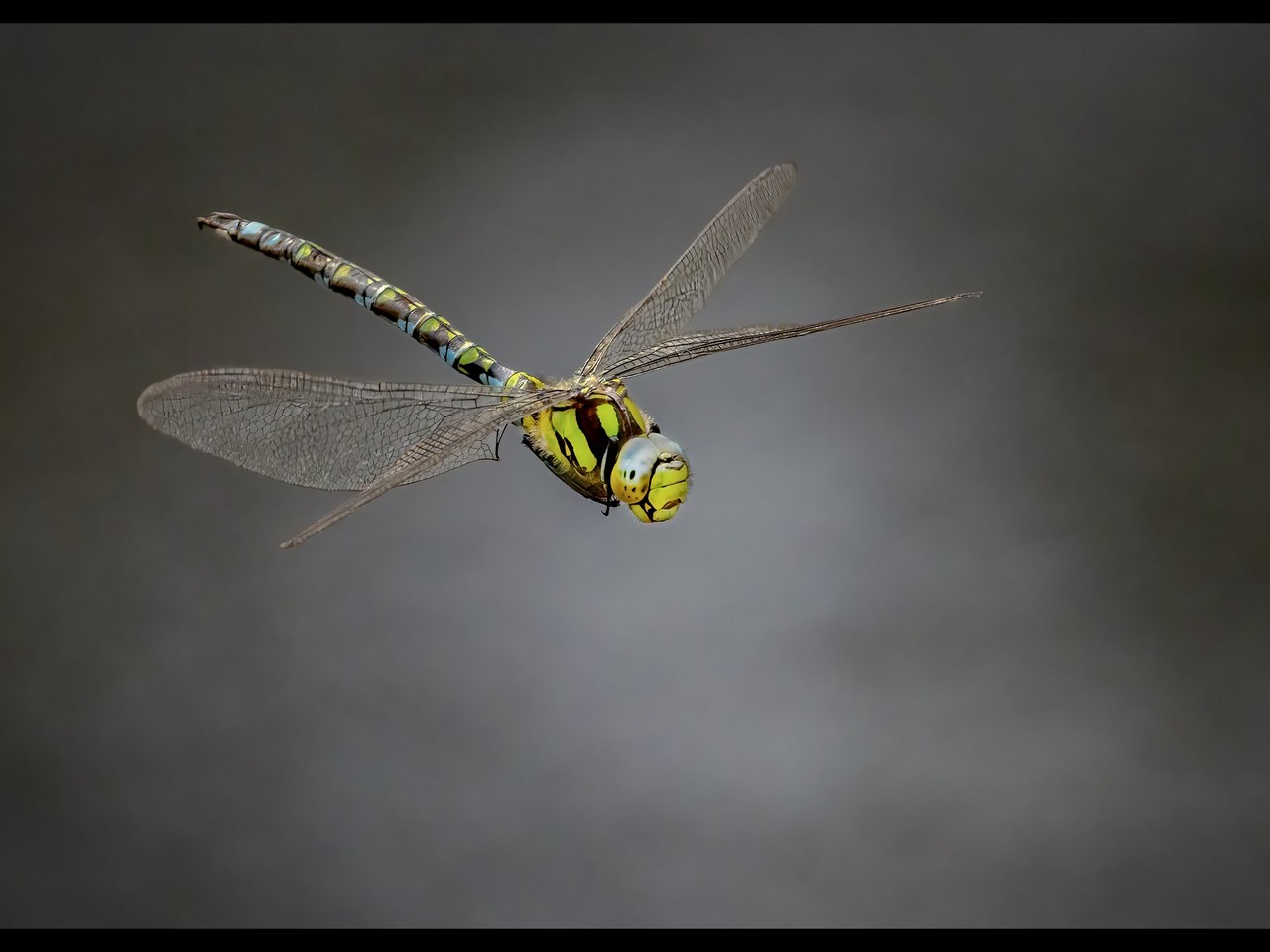 Advanced: Highly Commended - Southern Hawker in the mist by Rob Totty