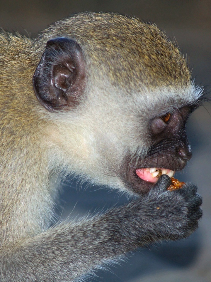 Intermediate:Highly Commended - Hungry Vervet Monkey by Denise Hawkins