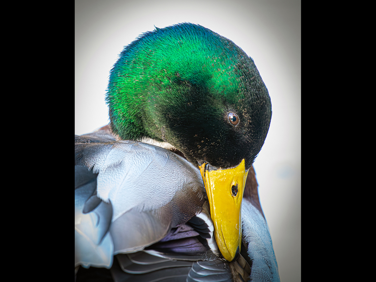 Advanced: Commended - M'Lard by Karen Lambert