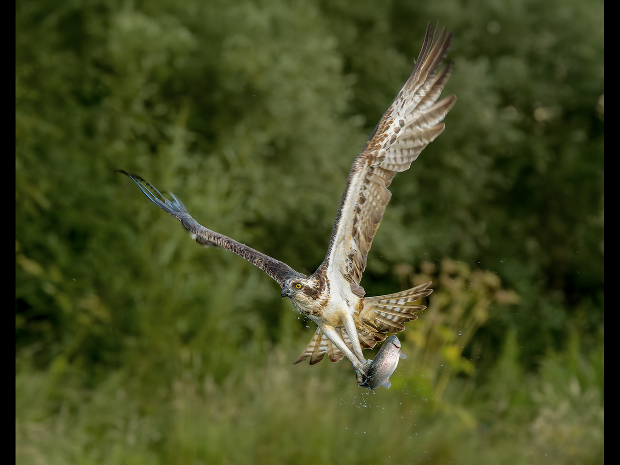 Advanced: Commended - Osprey with catch by Kevin Barnes