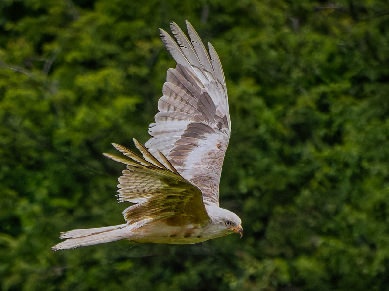 Intermediate:Commended - Albino Red Kite by Trevor Buckle