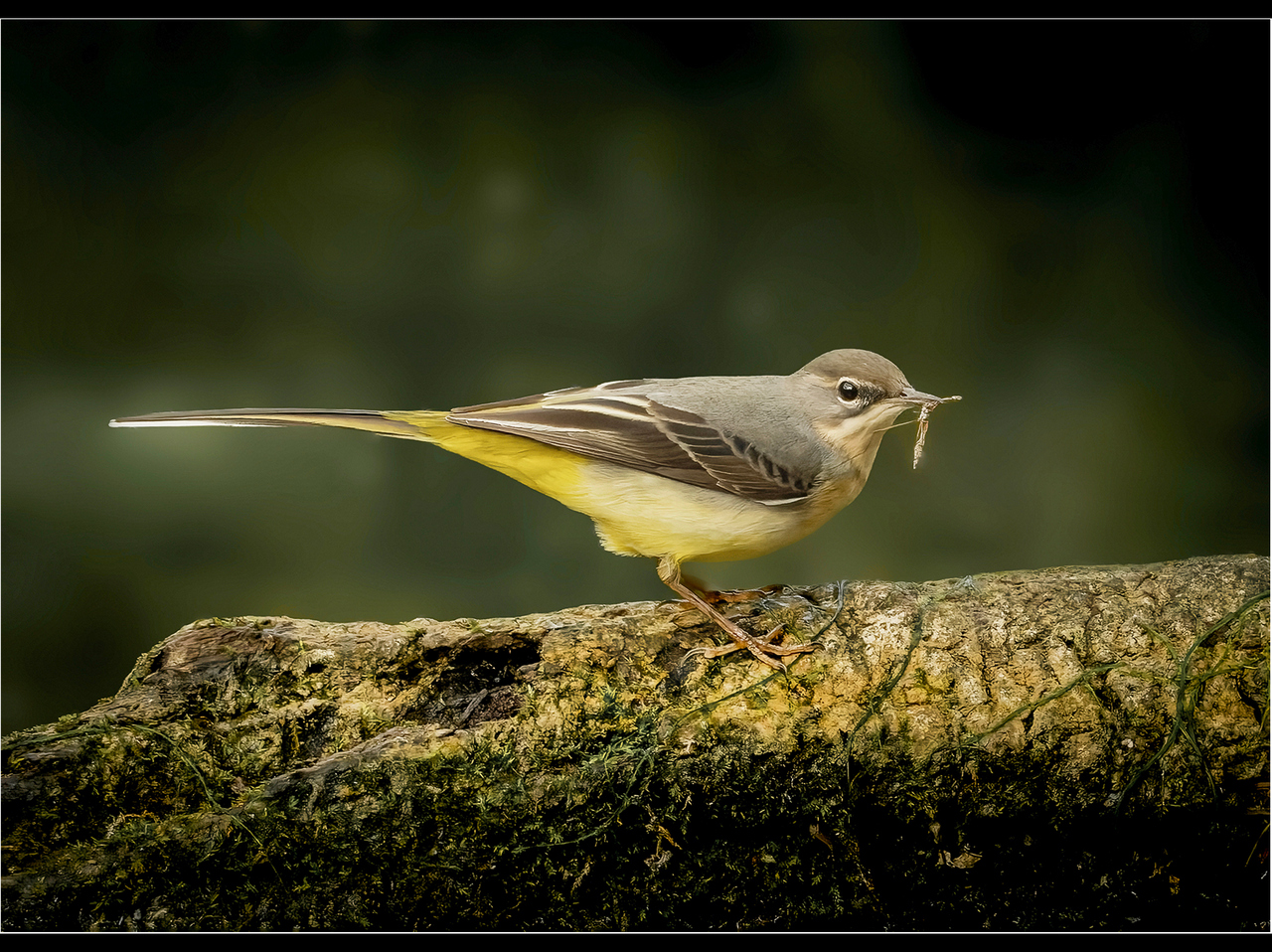 Advanced: Commended - Grey wagtail with catch by Alun Lambert