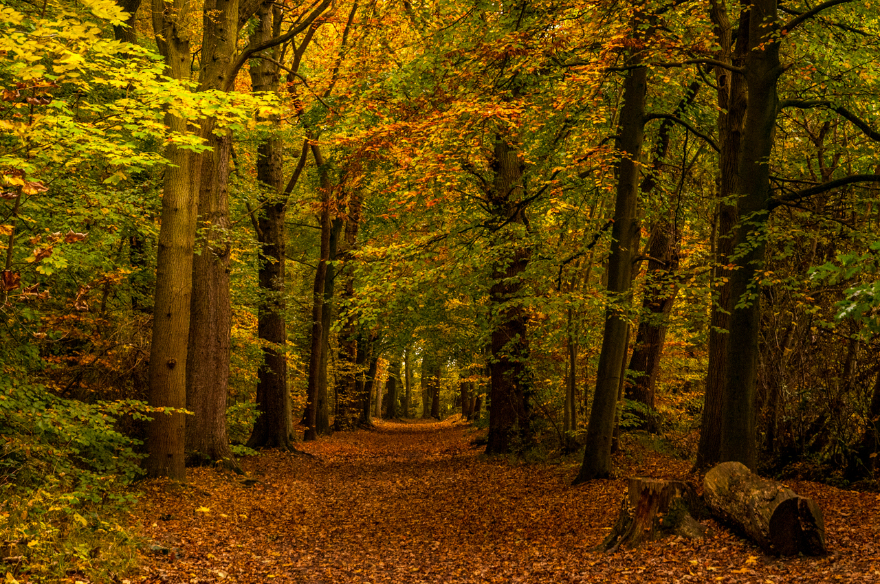 Intermediate:Commended - Heading for Autumn by David Kelly