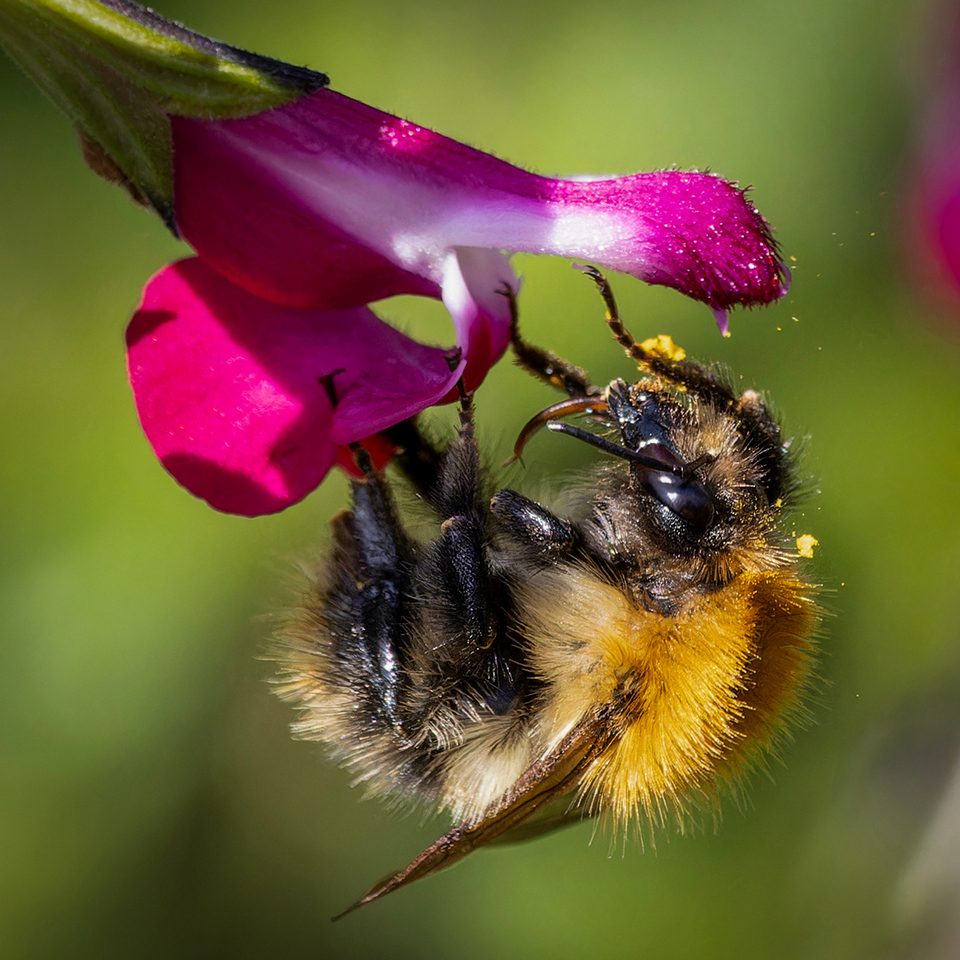 Commended - Collecting Pollen by Trevor Buckle