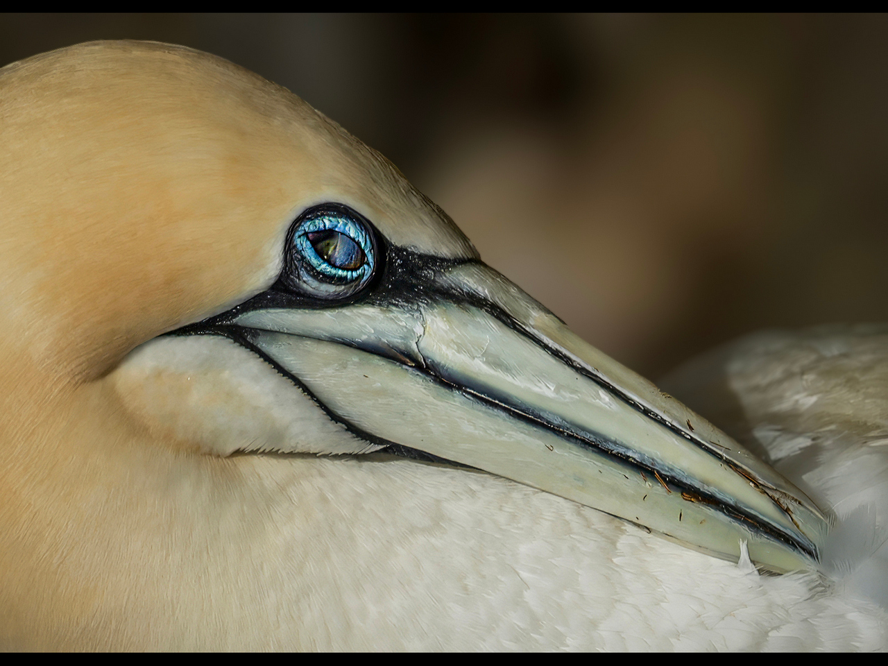 Commended - Northern Gannet by Alun Lambert