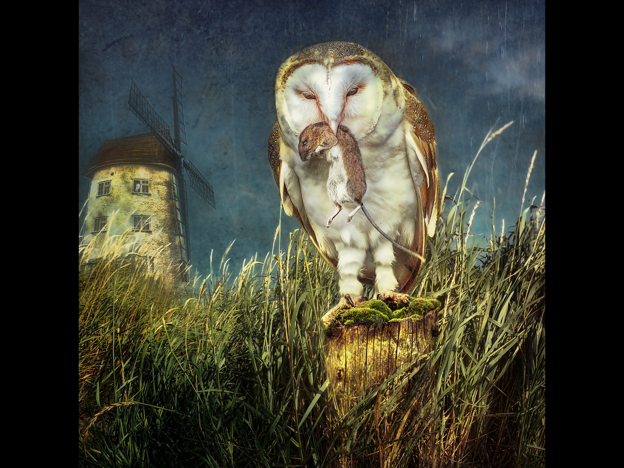 Commended - The Hunter by Kevin Barnes