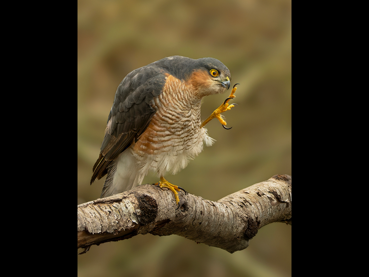 Highly Commended - Is that realy my toe by Alun Lambert