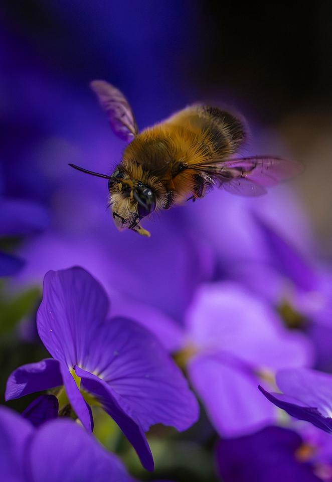 Commended - Smile please by Richard Bradford