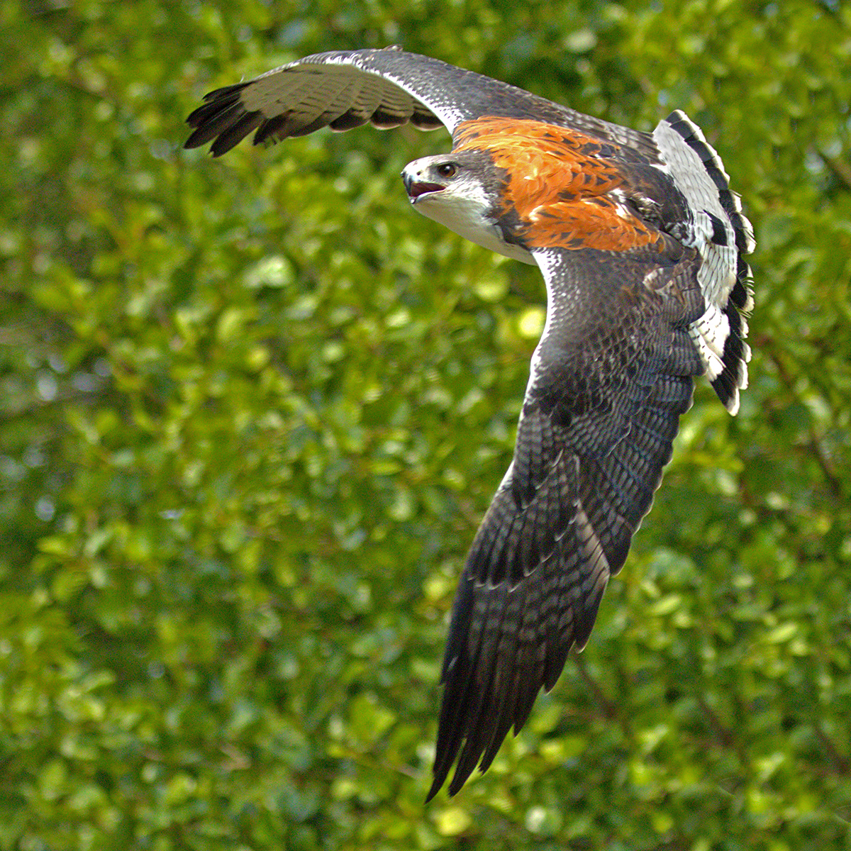 Highly Commended - Argentine Red Back by Brian Murray