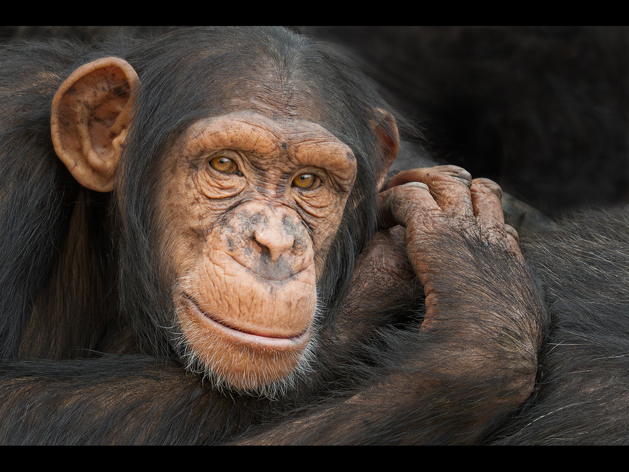 3rd Place - Chimp Portrait by Ian Meir