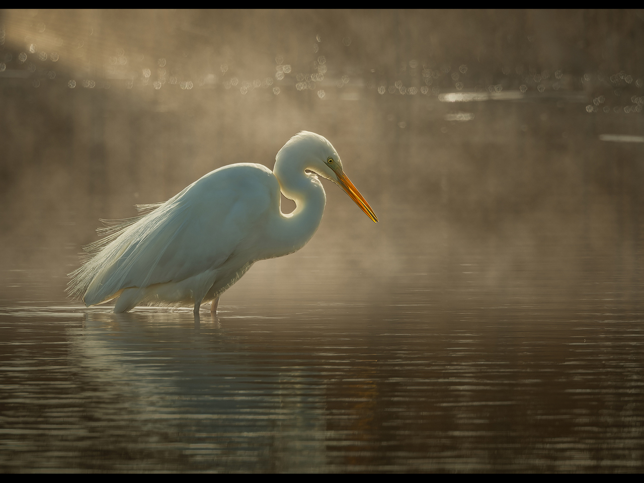 2nd Place - Great white Egret in early morning mist by Alun Lambert