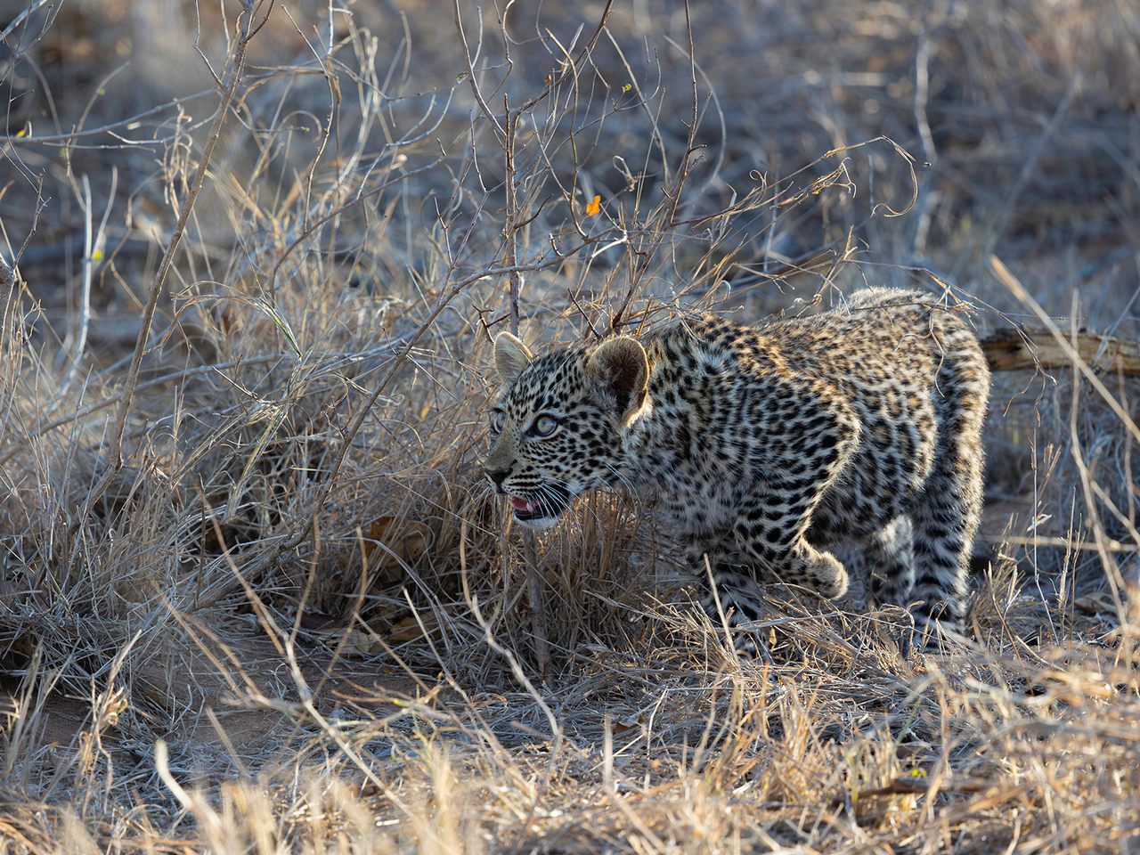 Highly Commended - Stalking Practise by Richard Jones