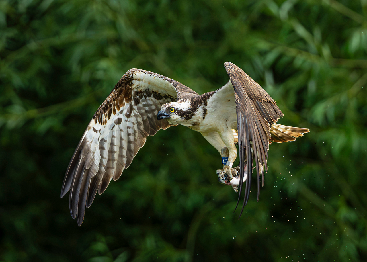 Highly Commended - Osprey by Richard Bradford