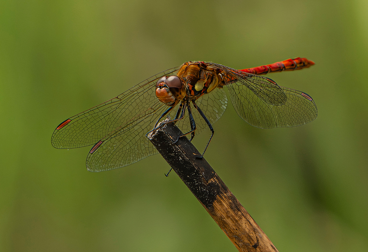 Highly Commended - Common Darter by Richard Bradford