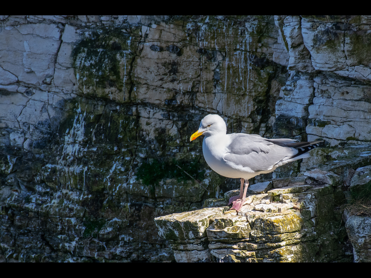 Commended - Gull on cliff by Cheryl Meir