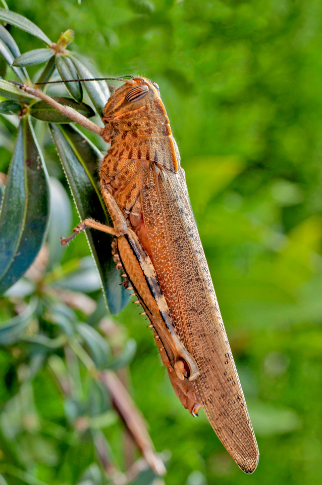 Highly Commended - Grasshopper by Brian Murray