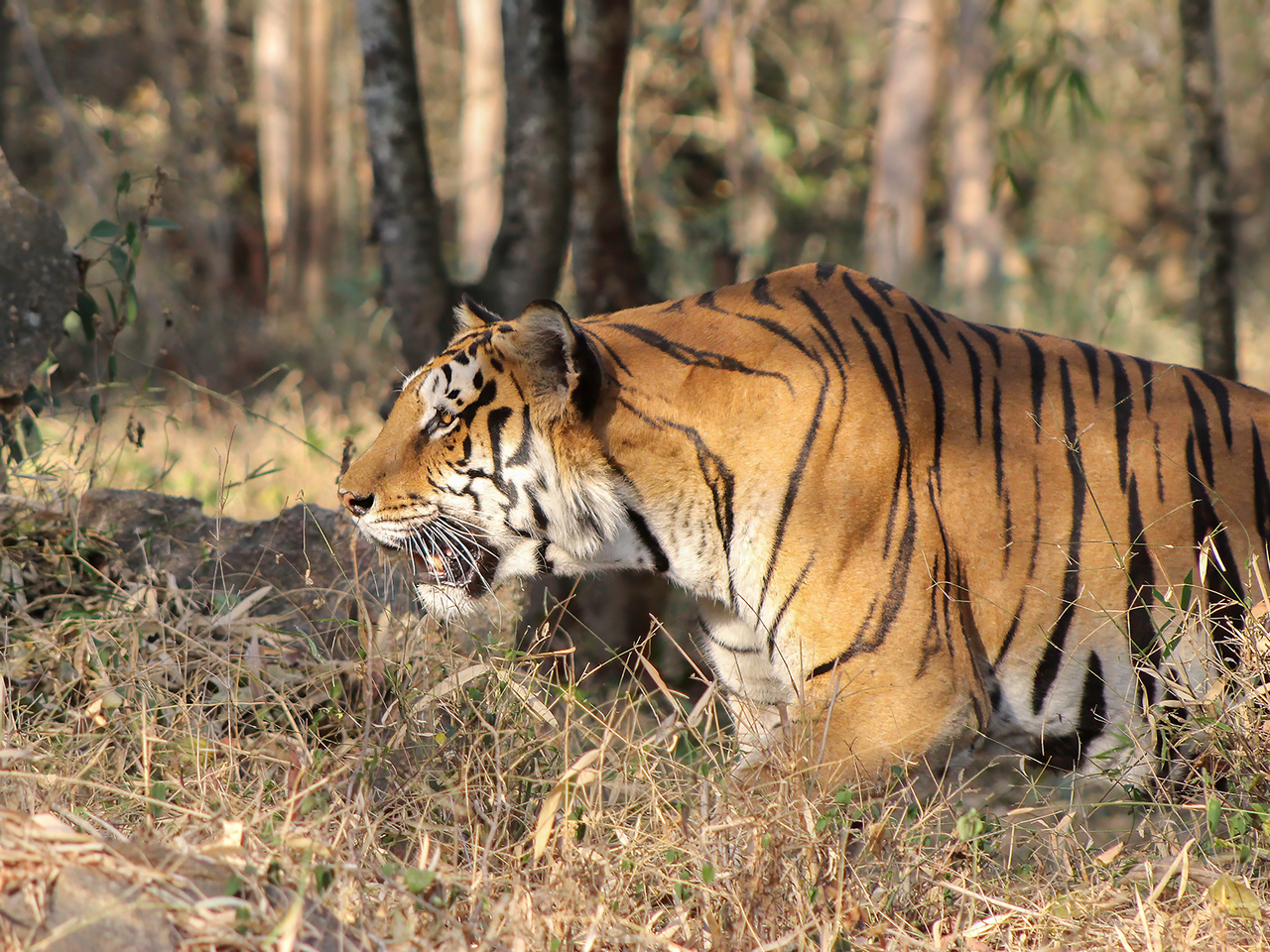 Commended - Indian Tiger by Richard Jones