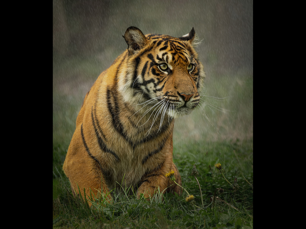 Highly Commended - Sumatran tiger by Alun Lambert