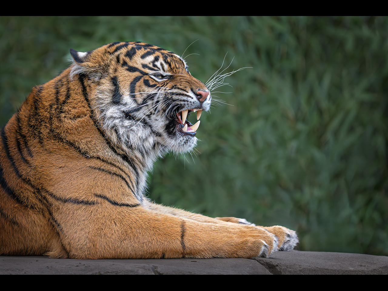 Highly Commended - Tiger snarl by Ian Meir