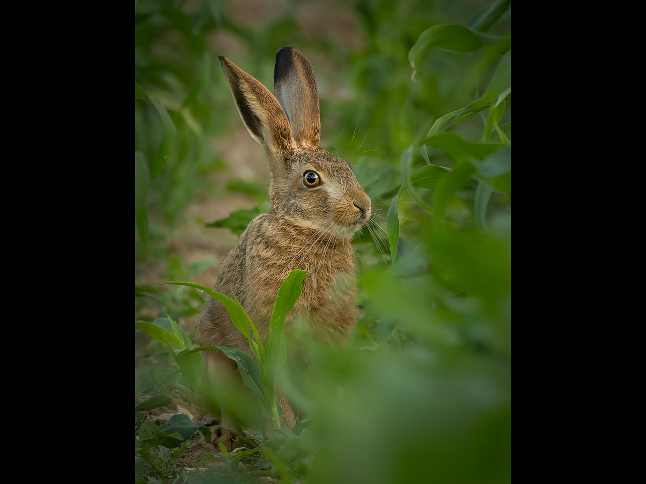 Commended - Hare taking a rest by Alun Lambert