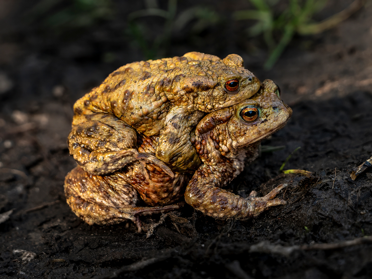 Commended - Toad in the hole by Richard Bradford