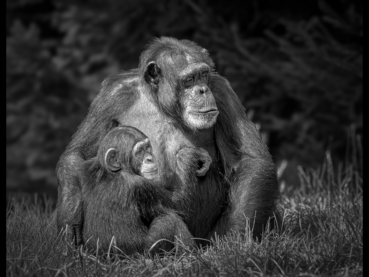 Commended - With Mother by Karen Lambert