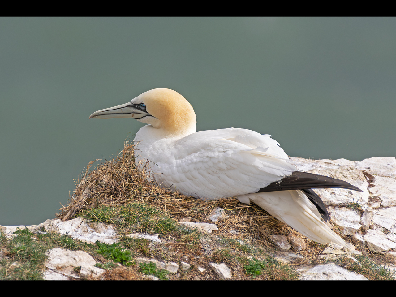 Highly Commended - Sat on the nest by Cheryl Meir