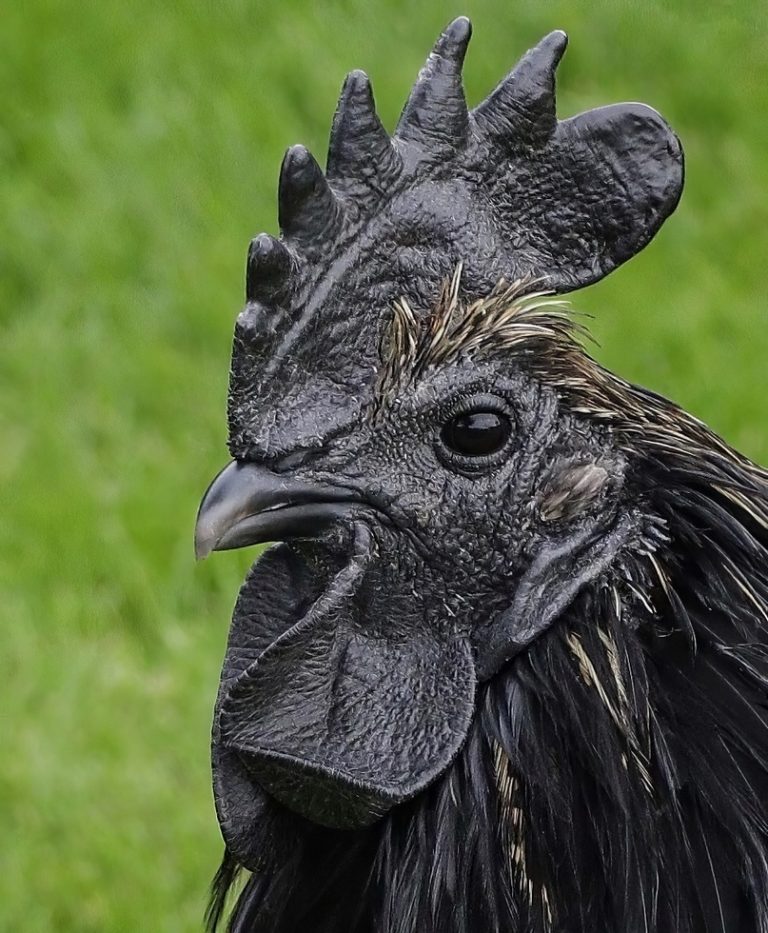 Jt 3rd Place - Rare Goth Chicken by Denise Hawkins