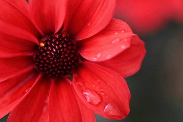 Jt 3rd Place -Crying Dahlia by Bev Rawlinson