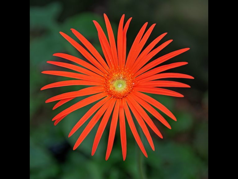 1st Place - Gerbera by Cheryl Meir