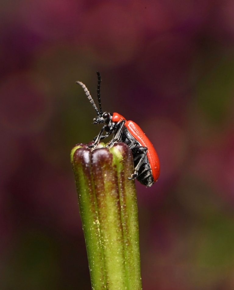 2nd Place - The Lily Exterminator by Bev Rawlinson