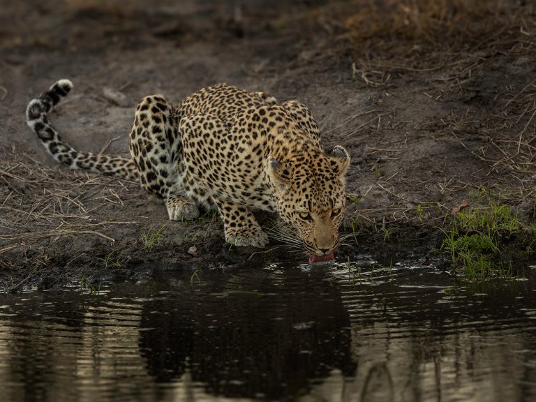 Commended - Thirsty Leopard by Richard Jones