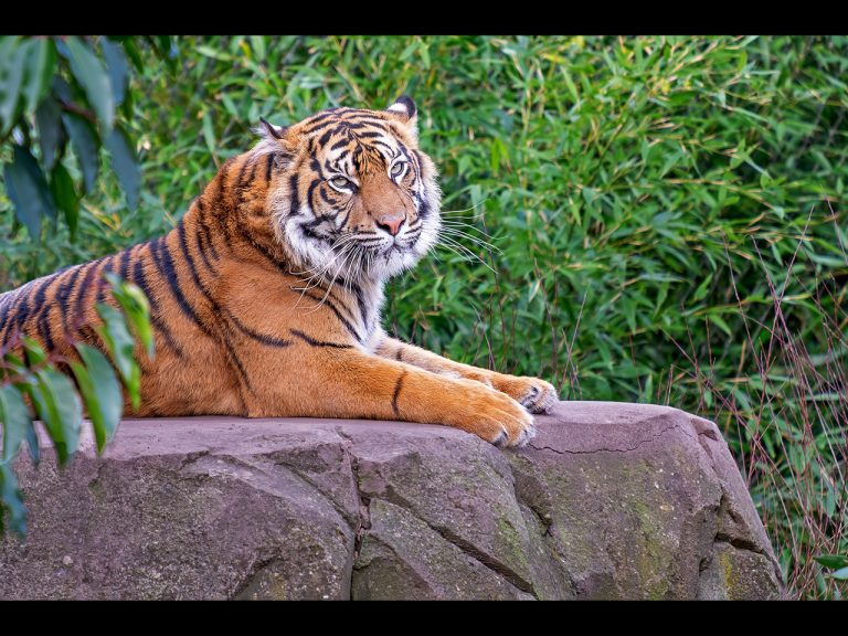 1st Place - Tiger by Cheryl Meir