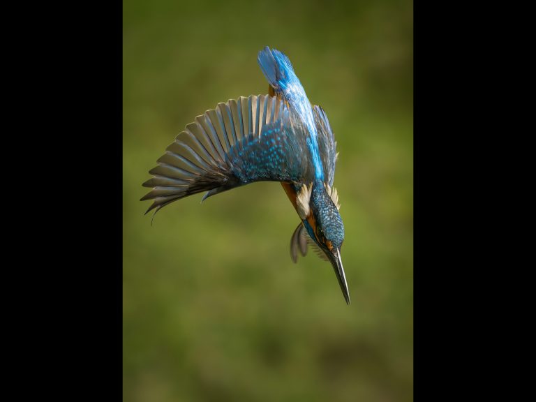 2nd Place - Kingfisher dive Alun Lambert BPE3*, CPAGB