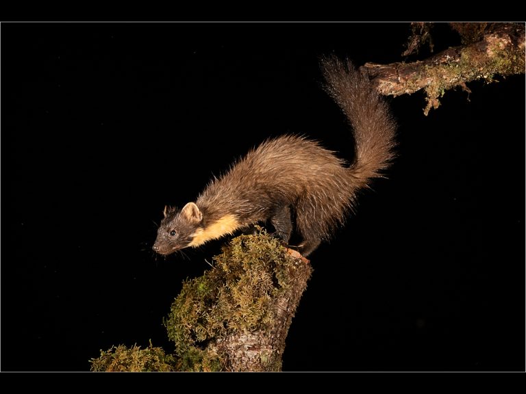 Jt 3rd Place - Pine Marten by Ian Meir BPE3*, CPAGB