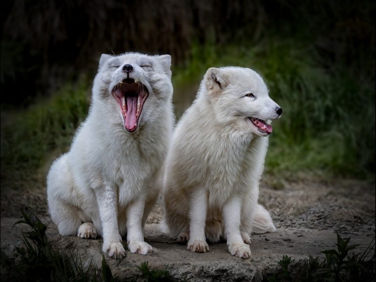 Joint 2nd Place - Cats & Dogs by Rob Totty CPAGB, BPE3 (1)