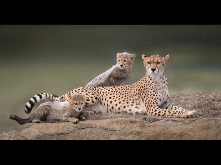 Joint 2nd Place - Cats & Dogs by Rob Totty CPAGB, BPE3 (2)