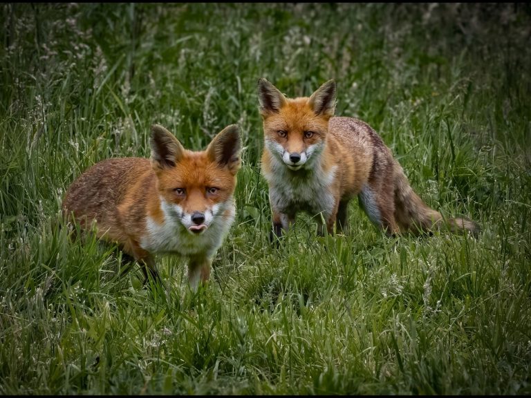 Joint 2nd Place - Cats & Dogs by Rob Totty CPAGB, BPE3 (3)