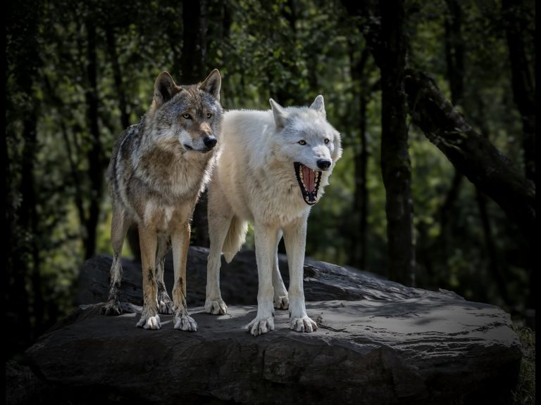 Joint 2nd Place - Cats & Dogs by Rob Totty CPAGB, BPE3 (6)